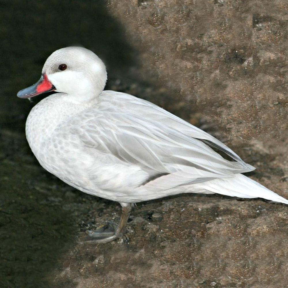 Gümüş Bahama Ördeği
