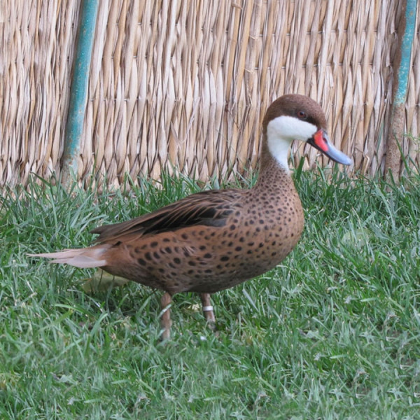 Bahama Kıl Kuyruk Ördeği