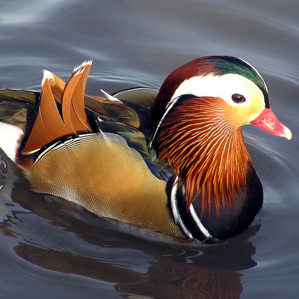 Mandarin Ördeği
