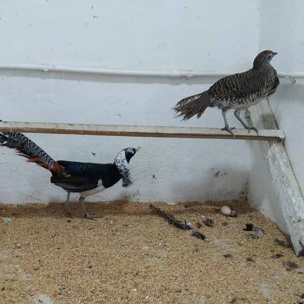 Elmas (Hatuni Sülün)