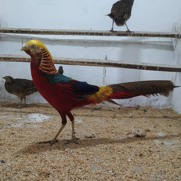 Kırmızı Altın Sulun