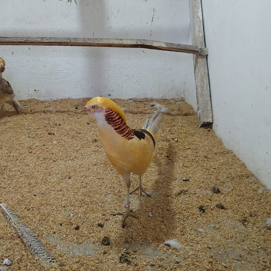 Sarı Altın Sülün