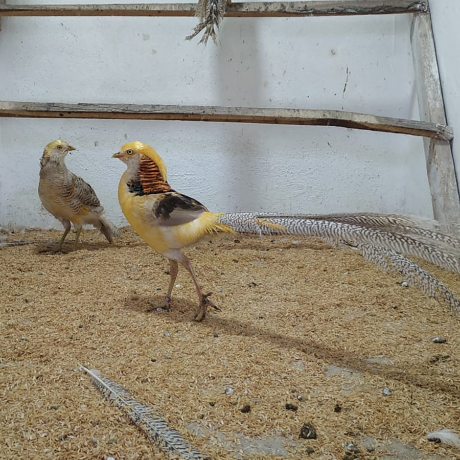 Sarı Altın Sülün