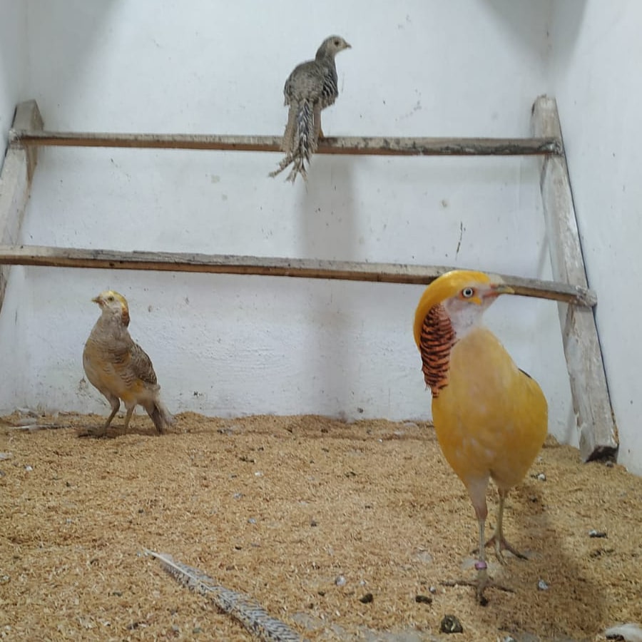 Sarı Altın Sülün