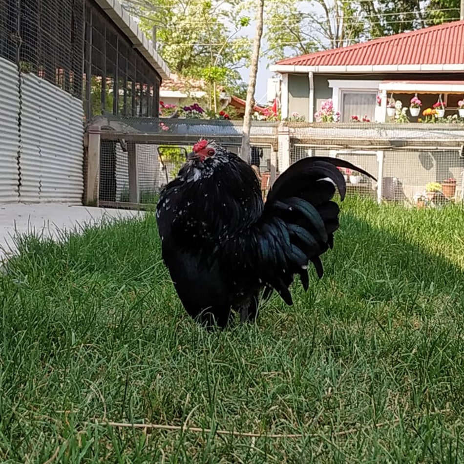Black Mottled Barbu D Anvers Kuyruklu