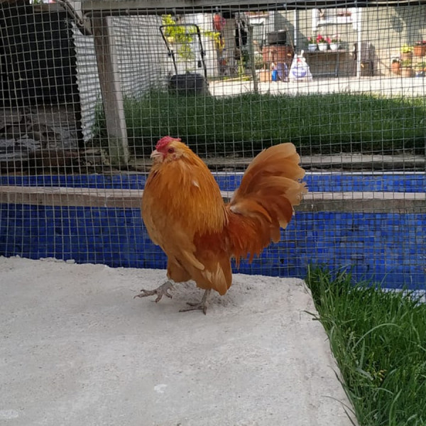 Buff Barbu Danvers Kuyruklu