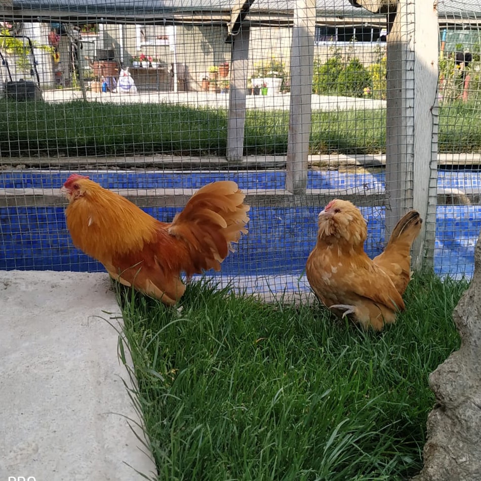 Buff Barbu Danvers Kuyruklu