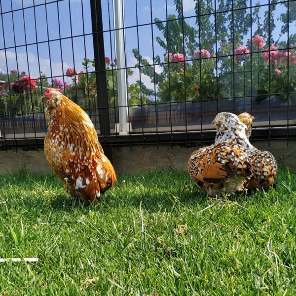 Gold porcelain barbu d'Anvers kuyruksuz